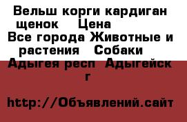 Вельш корги кардиган щенок  › Цена ­ 35 000 - Все города Животные и растения » Собаки   . Адыгея респ.,Адыгейск г.